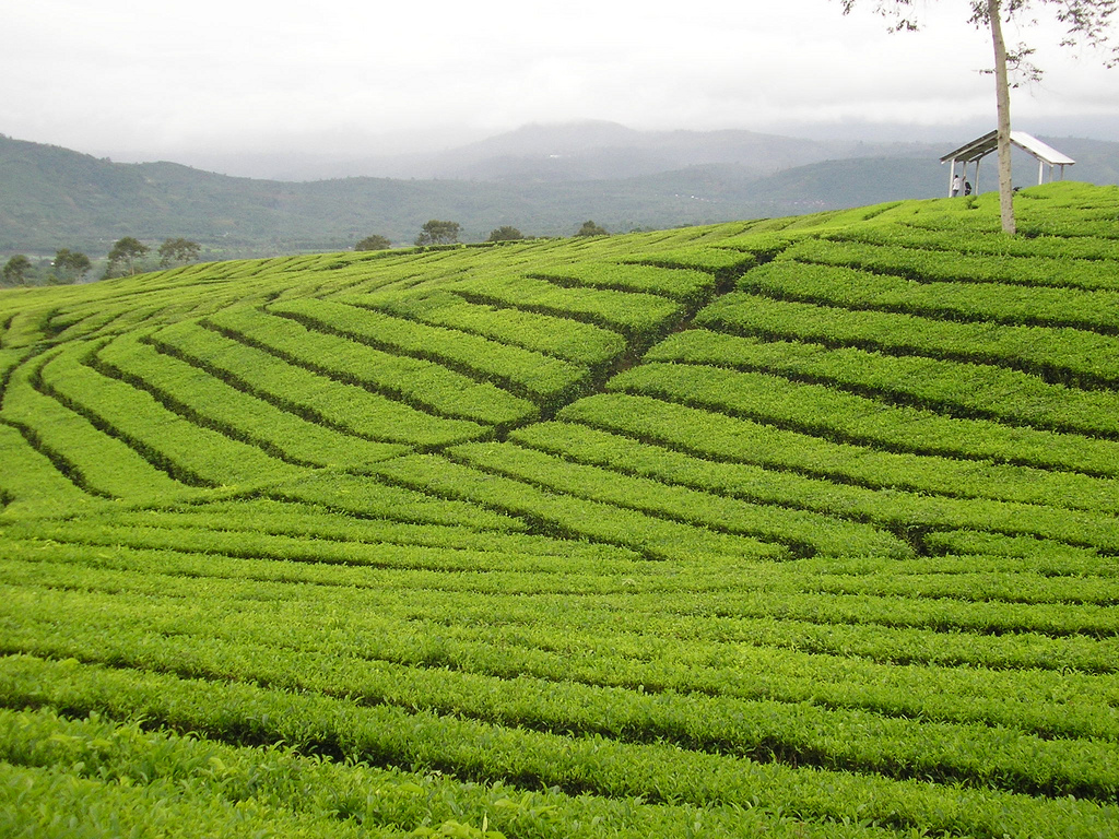 tea-plantation-3